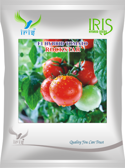 Tomato Iris F1 Rockstar