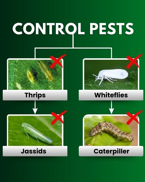 Katyayani Triple Attack