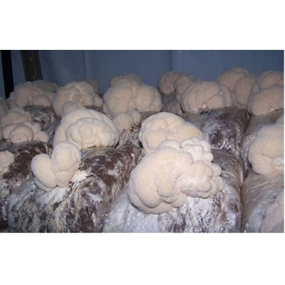 SporeKart Shroomness Hardwood Sawdust for Mushroom Cultivation (Unsterilized) 4.5 Kg