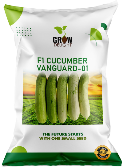 Cucumber / Kakri F1 Vanguard-01