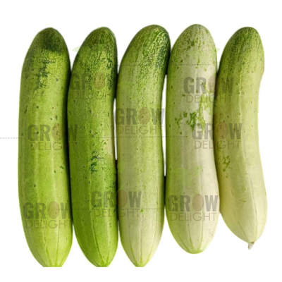 Cucumber / Kakri F1 Vanguard-01