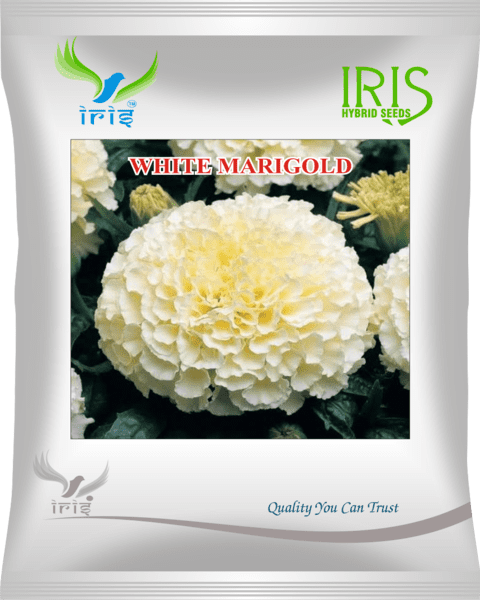 Iris Imported OP White Marigold