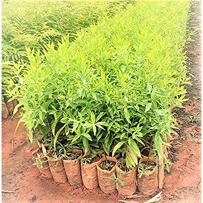 White Sandalwood Tree Seeds 350 grams