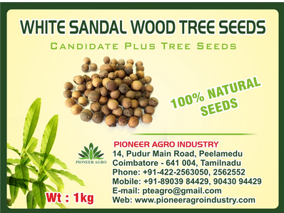 White Sandal Wood / Chandan Tree Seed 1 Kg