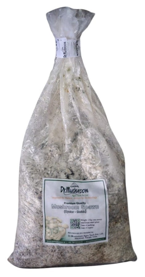 White Oyster Mushroom (Florida) Spawn (Seeds) 1 Kg