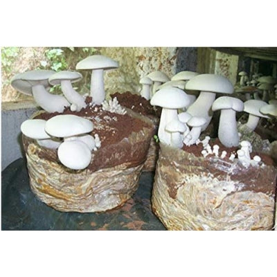 SporeKart Shroomness Mushroom Casing Soil