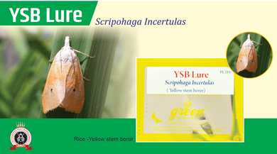 YSB Lure / Scirpophaga Incertulas Pheromone Lure