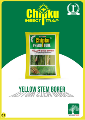 Chipku Yellow Stem Borer Lure
