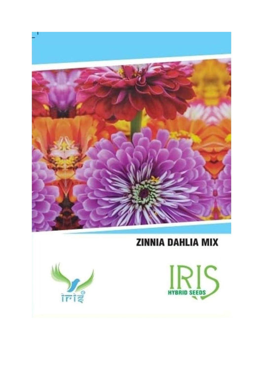 Iris Imported Zinnia Dahlia Mix 15 Seeds