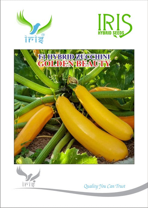 Zucchini / Tori F1 Iris Golden Beauty