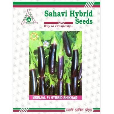Brinjal Shikhar