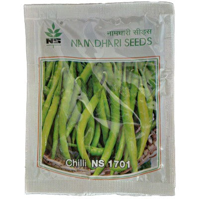 Chilli / Hot Pepper NS 1701