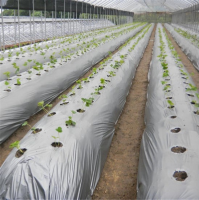 Tiger Mulching Film Silver Black  1.2 meter x 400 meter 20 microns