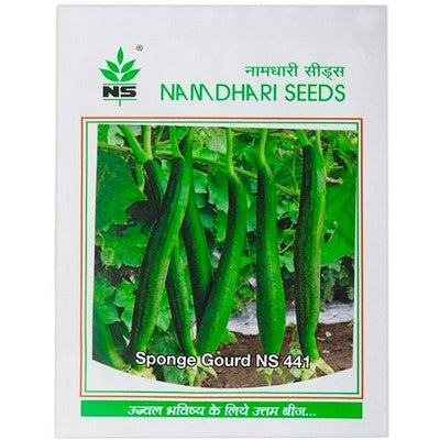 SpongeGourd / Galki NS 441