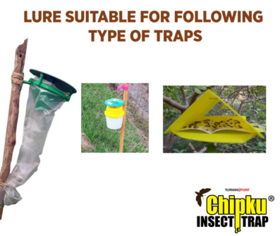 Chipku Spodoptera Litura Lure