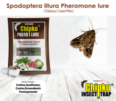 Chipku Spodoptera Litura Lure
