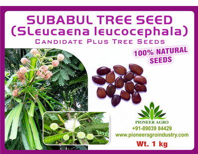 Subabul / Safed babool Tree Seed