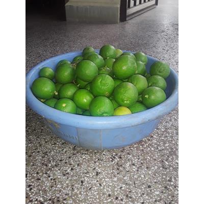 Tropical Fruit and Citrus Special Fertilizer
