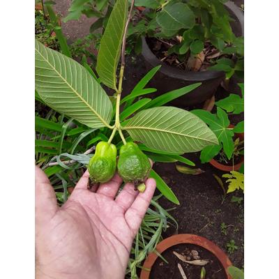 Tropical Fruit and Citrus Special Fertilizer